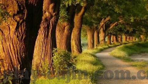 50万足球比分直播-深度揭秘，50万足球比分直播背后的产业生态与用户狂欢